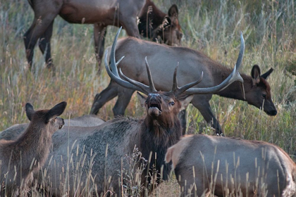 Picture of BULL ELK BUGLING WITH HAREM-COLORADO