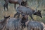 Picture of BULL ELK BUGLING WITH HAREM-COLORADO