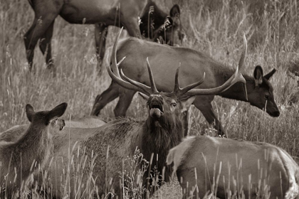 Picture of BULL ELK BUGLING WITH HAREM-COLORADO SEPIA