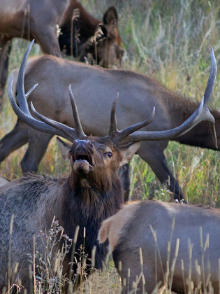 Picture of BULL ELK BUGLING WITH HAREM-COLORADO