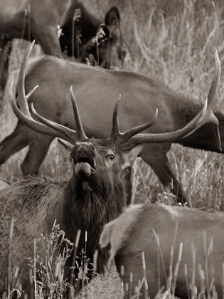 Picture of BULL ELK BUGLING WITH HAREM-COLORADO SEPIA