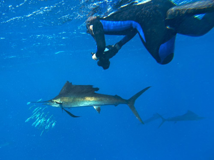 Picture of SAILFISH-DIVER AND SARDINES-ISLA MUJERES-MEXICO