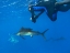 Picture of SAILFISH-DIVER AND SARDINES-ISLA MUJERES-MEXICO