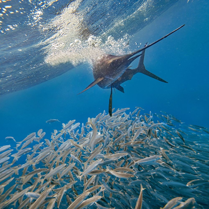 Picture of SAILFISH AND SARDINES-ISLA MUJERES-MEXICO