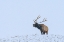 Picture of BUGLING ELK-YELLOWSTONE NATIONAL PARK-WYOMING