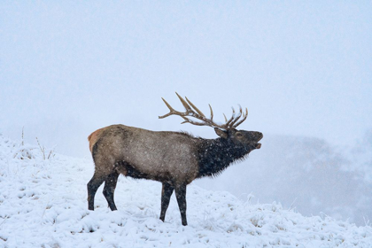 Picture of BUGLING ELK-YELLOWSTONE NATIONAL PARK-WYOMING