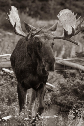 Picture of BULL MOOSE-GLACIER NATIONAL PARK-MONTANA,