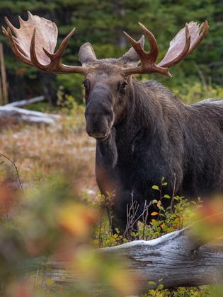 Picture of BULL MOOSE-GLACIER NATIONAL PARK-MONTANA,
