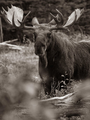 Picture of BULL MOOSE-GLACIER NATIONAL PARK-MONTANA,