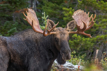 Picture of BULL MOOSE-ROCKY MOUNTAINS GLACIER NATIONAL PARK-MONTANA