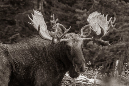 Picture of BULL MOOSE-ROCKY MOUNTAINS GLACIER NATIONAL PARK-MONTANA