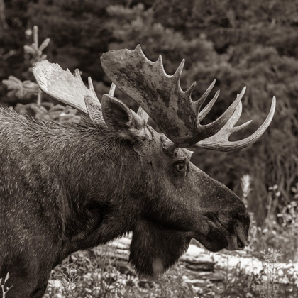 Picture of BULL MOOSE-GLACIER NATIONAL PARK-MONTANA,