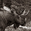 Picture of BULL MOOSE-GLACIER NATIONAL PARK-MONTANA,