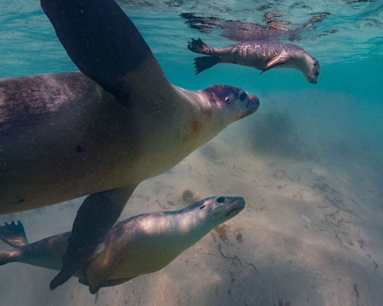 Picture of AUSTRALIAN SEA LION-JURIEN BAY-AUSTRALIA