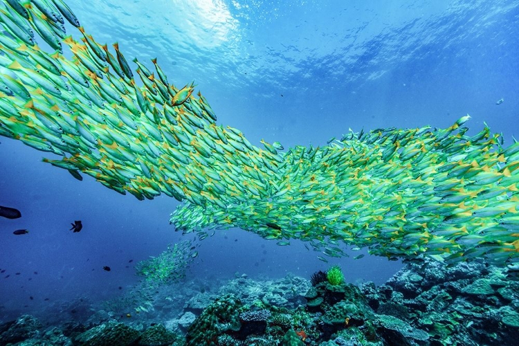 Picture of YELLOW SNAPPER SCHOOL-MINILOC ISLAND-PALAWAN-PHILIPPINES