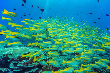 Picture of YELLOW SNAPPER SCHOOL-MINILOC ISLAND-PALAWAN-PHILIPPINES