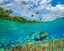 Picture of BLUE CHROMIS AND CORAL AT PALM TREE BUKAI BEACH-PALAWAN-PHILIPPINES