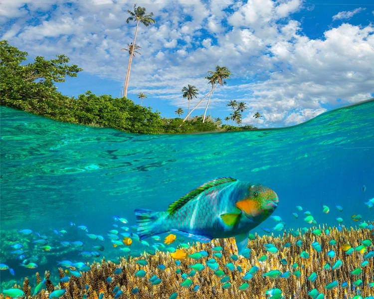 Picture of BLUE CHROMIS AND CORAL AT PALM TREE BUKAI BEACH-PALAWAN-PHILIPPINES