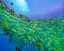 Picture of YELLOW SNAPPER SCHOOL-MINILOC ISLAND-PALAWAN-PHILIPPINES
