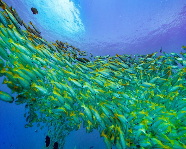 Picture of YELLOW SNAPPER SCHOOL-MINILOC ISLAND-PALAWAN-PHILIPPINES