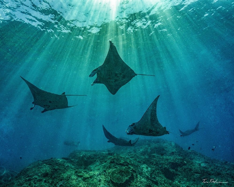 Picture of REEF MANTA RAYS-PENIDA ISLAND-INDONESIA