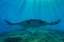 Picture of REEF MANTA RAYS-PENIDA ISLAND-INDONESIA