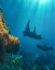 Picture of REEF MANTA RAYS AND MOON WRASSE-PENIDA ISLAND-INDONESIA