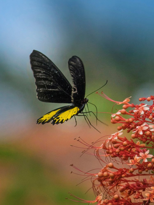 Picture of BIRDWING BUTTERFLY INDONESIA