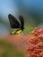 Picture of BIRDWING BUTTERFLY INDONESIA
