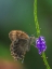 Picture of GRAPIUM AGAMEMNON BUTTERFLY