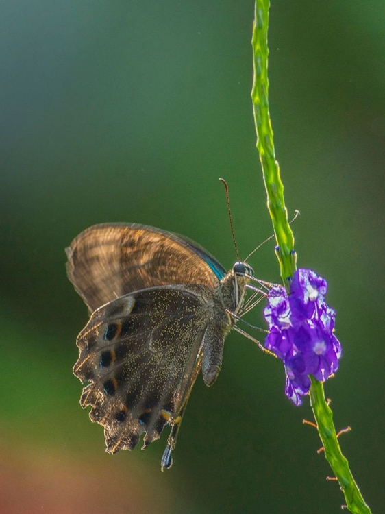 Picture of GRAPIUM AGAMEMNON BUTTERFLY