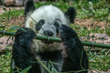 Picture of PANDA EATING BAMBOO