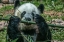 Picture of PANDA EATING BAMBOO