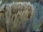 Picture of LIVING SKIN-INDIAN RHINO