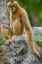 Picture of BLACK-CRESTED GIBBON