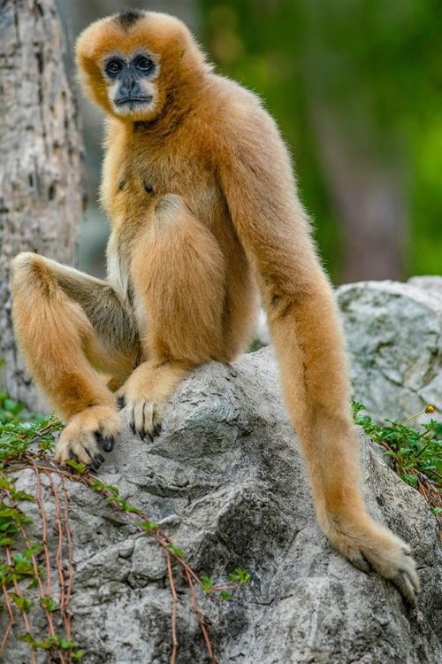 Picture of BLACK-CRESTED GIBBON