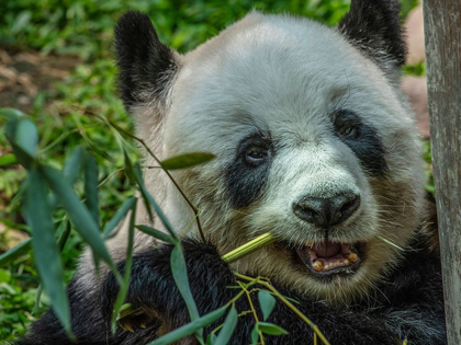 Picture of PANDA EATING BAMBOO