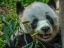 Picture of PANDA EATING BAMBOO