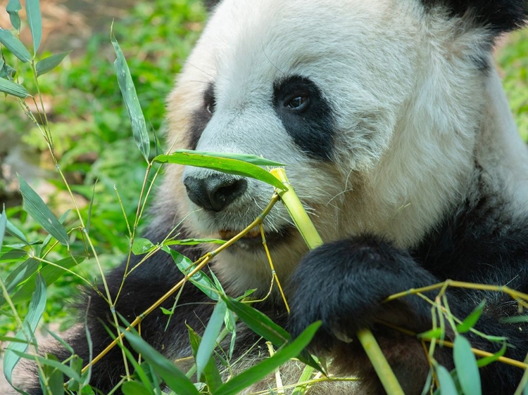 Picture of PANDA EATING BAMBOO