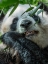 Picture of PANDA EATING BAMBOO