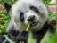 Picture of PANDA EATING BAMBOO