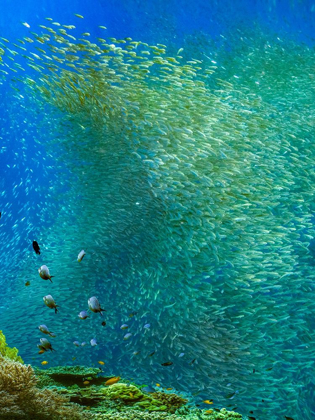 Picture of SARDINES-PANAGSAMA REEF-PHILIPPINES