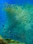 Picture of SARDINES-PANAGSAMA REEF-PHILIPPINES