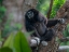 Picture of BLACK-CRESTED GIBBON