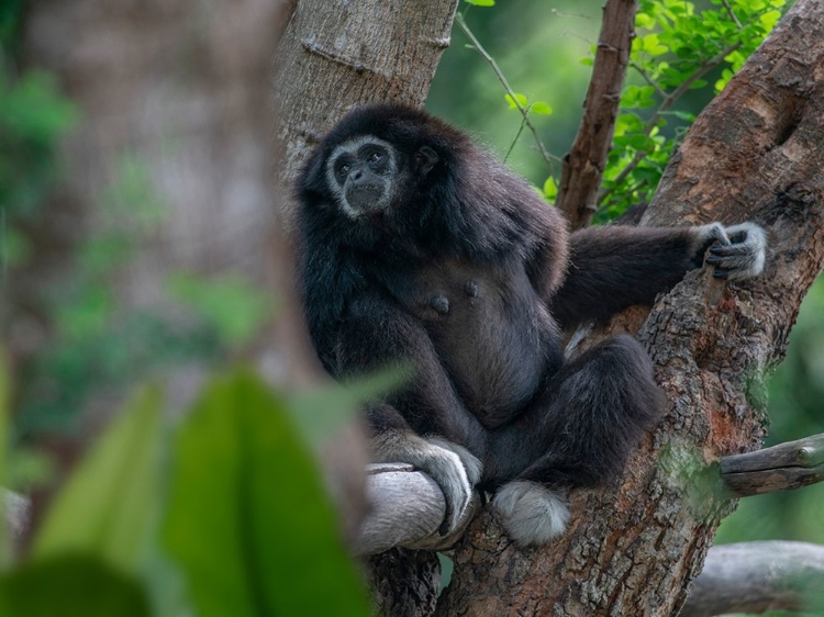 Picture of BLACK-CRESTED GIBBON