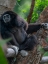 Picture of BLACK-CRESTED GIBBON