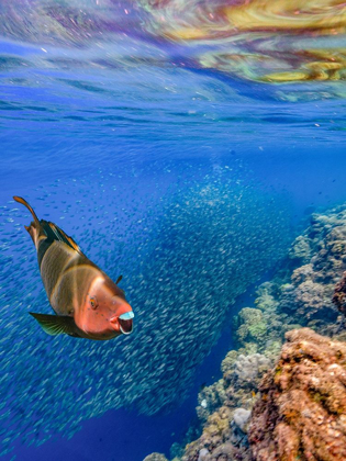 Picture of RED PARROT FISH AND SARDINES-PANAGSAMA REEF-PHILIPPINES