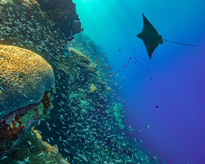 Picture of SPOTTED EAGLE RAY WITH BRAIN CORAL