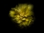 Picture of BACKYARD FLOWERS YELLOW 41