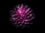 Picture of BACKYARD FLOWERS PURPLE 57